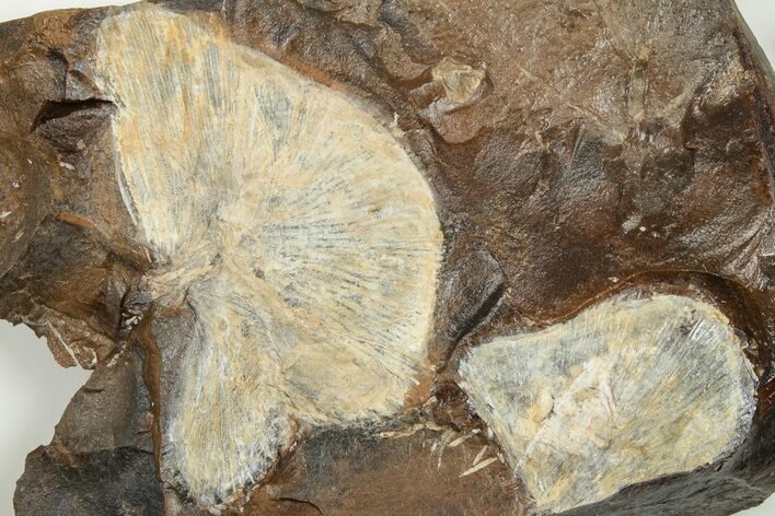 Two Fossil Ginkgo Leaves From North Dakota - Paleocene #201222